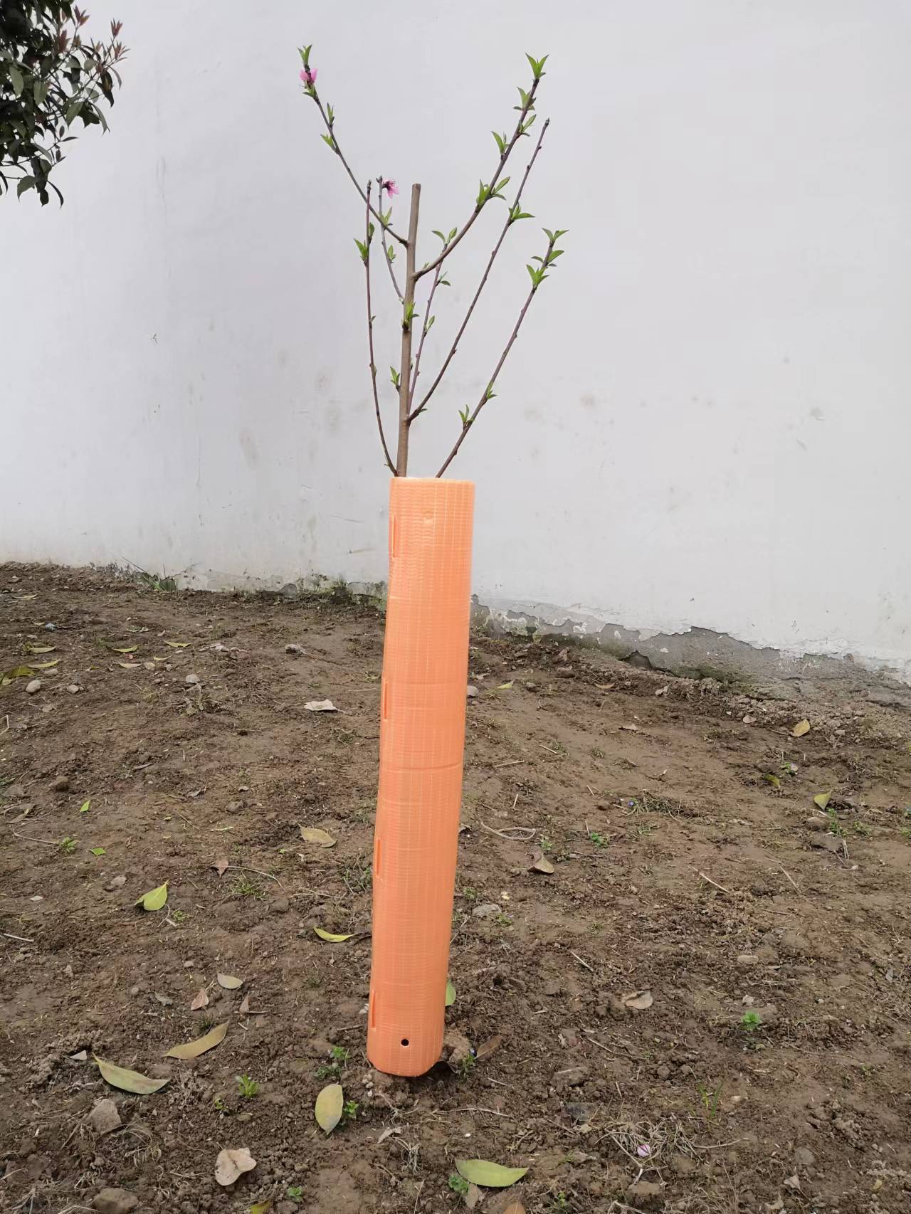 Best Price Weatherproof Resistance Anti-UV PP Corrugated Plastic Tree Guards/Tree Protectors/Tree shelters manufacturer Best Price Weatherproof Resistance Anti-UV PP Corrugated Plastic Tree Guards/Tree Protectors/Tree shelters manufacturer
